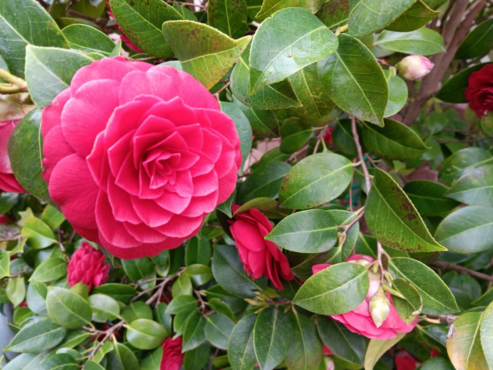 Pinkrote Kamelienblüte zwischen dunkelgrünen Blättern
