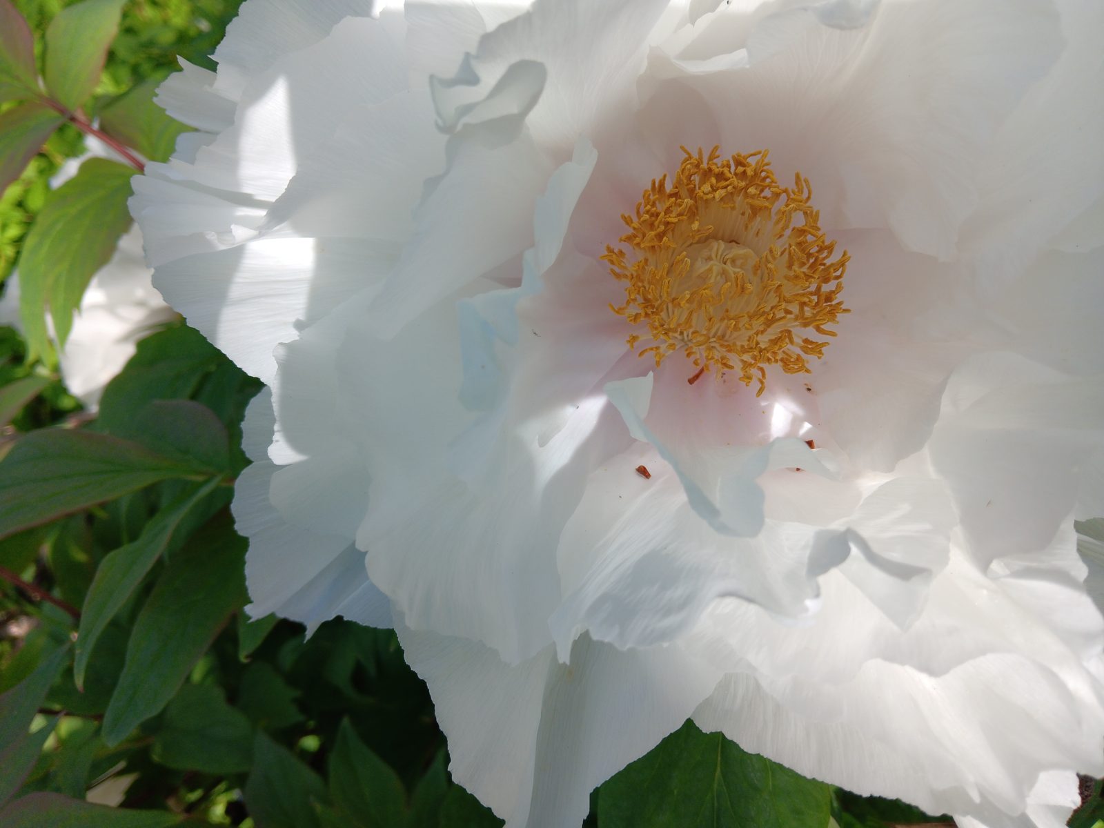 Weiße Pfingstrosenblüte als vorläufiges Bild