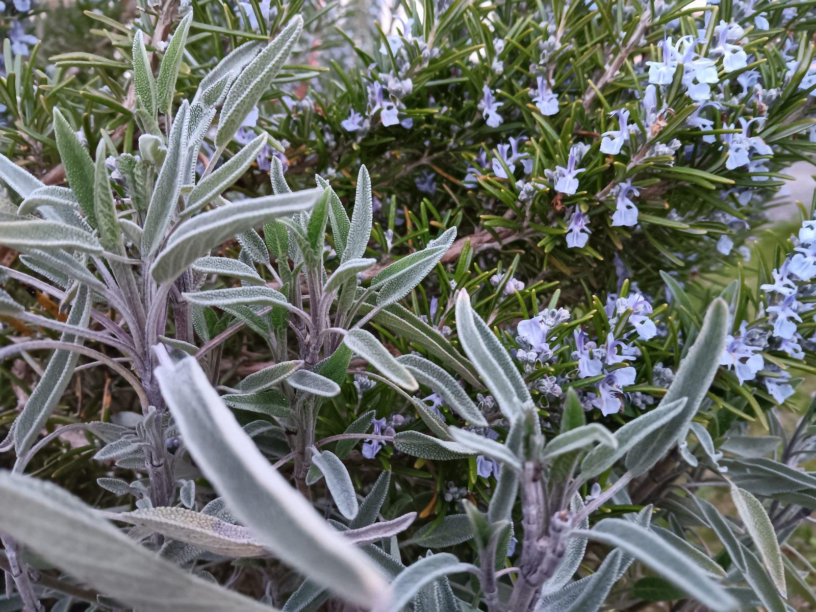 Blühender Rosmarin mit hellblauen Blüten neben silbrig-grünem Salbei im Garten